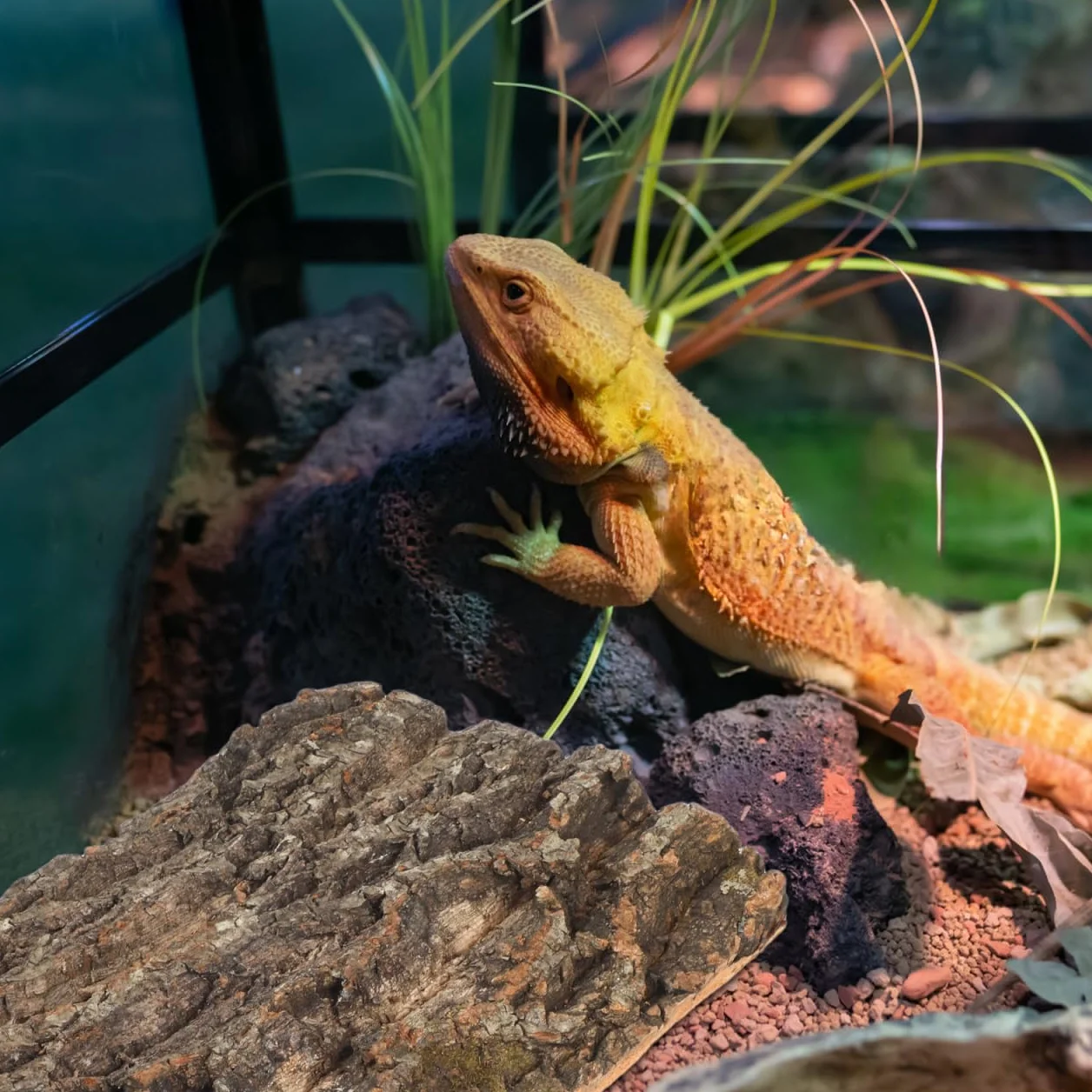 DOITOOL Kork-Terrarium-Hintergrund, 30 0 cm, Reptilienrinde, Kork, Holz, Rinde, Terrarium, Dekoration, Reptilien, Klettermatte, Lebensraum-Dekoration für Bären, Drachen, Geckos, Spinne,