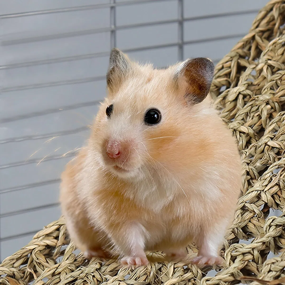 Vogel Seegrasmatte,Vogel Hängematte mit Haken Natürliches Seegras-Gewebenetz Reptil Hängematte Netzmatte für Nymphensittich Hamster Meerschweinchen Ratten,52 x 20 cm