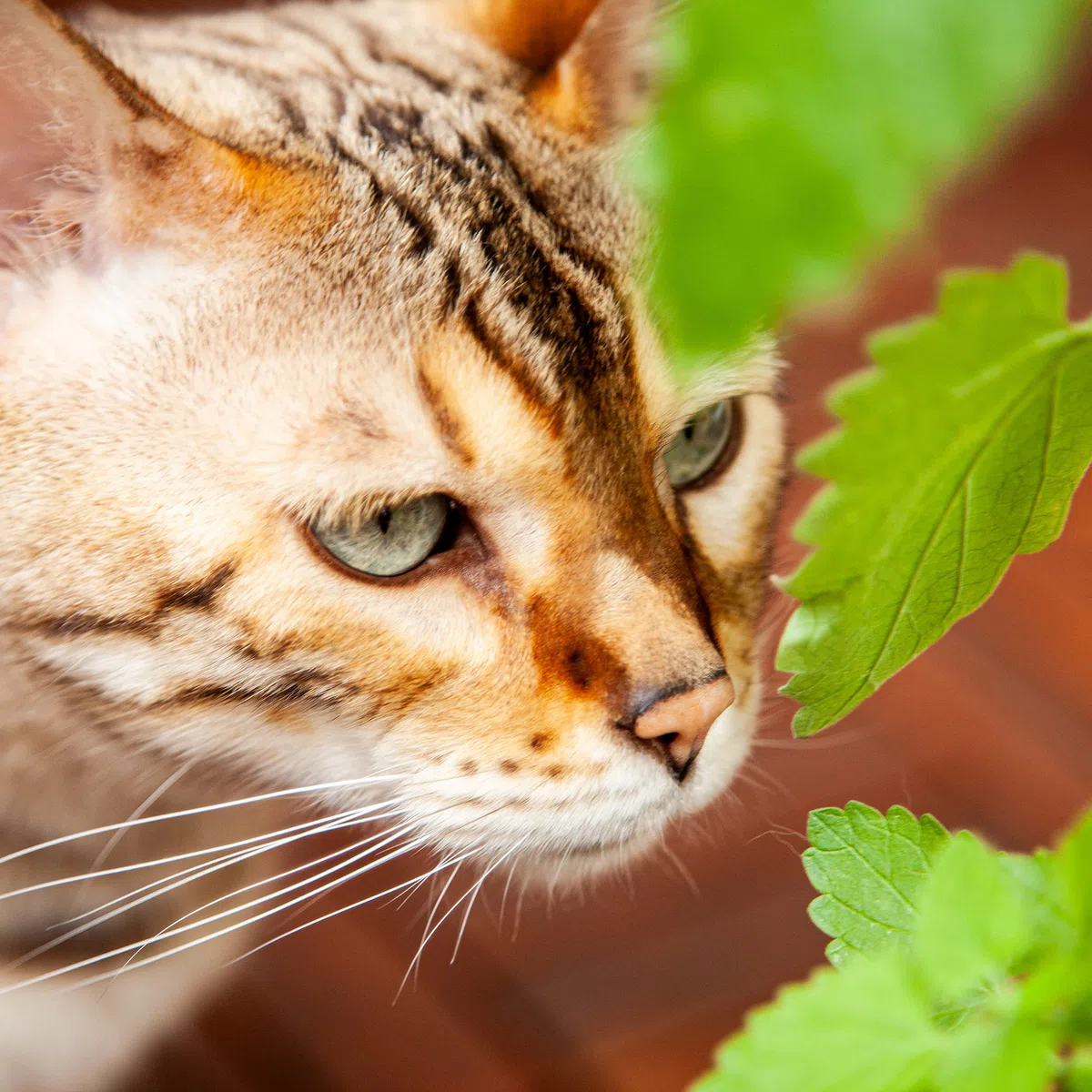 OwnGrown Katzenminze Samen: Premium Katzenminze Saatgut zur Anzucht von ca 1000 Katzenminze Pflanzen – Nepeta Cataria Samen Katzenminze für Topf und Garten – Catnip Pflanze Saat – Katzen Zubehör