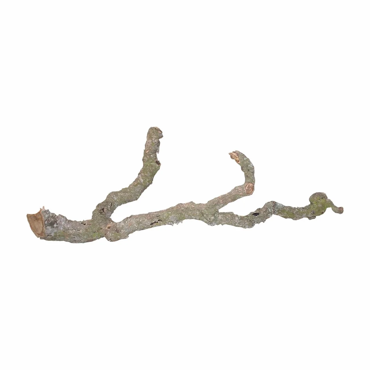 Lucky Reptile Tronchos - Korkäste, Größe:90-120 cm