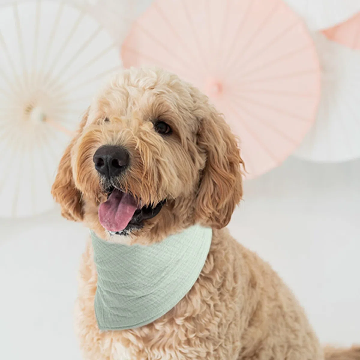 Hunde Bandana für Kleine & Mittelgroße Hunde Verstellbar mit Knopf, Weiches Baumwollmaterial, Einfarbig Erbsengrün, Stylisches Haustier Accessoire,Erbsengrün,L