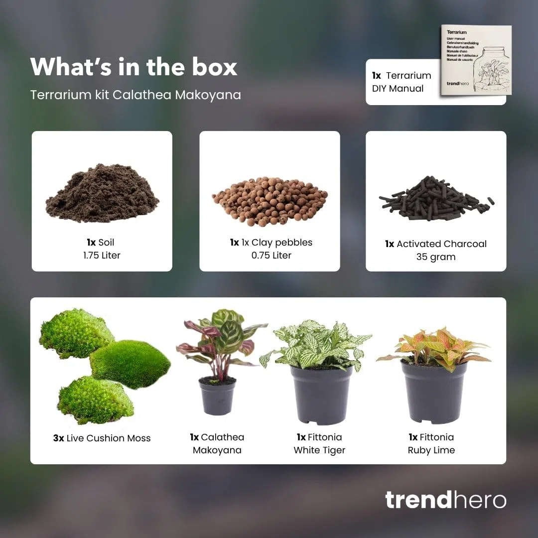 urbanjngl - Calathea Makoyana Terrarium Start- und Nachfüllpaket – 3 Terrarienpflanzen für DIY-Projekte – ideal für Anfänger und Pflanzenliebhaber