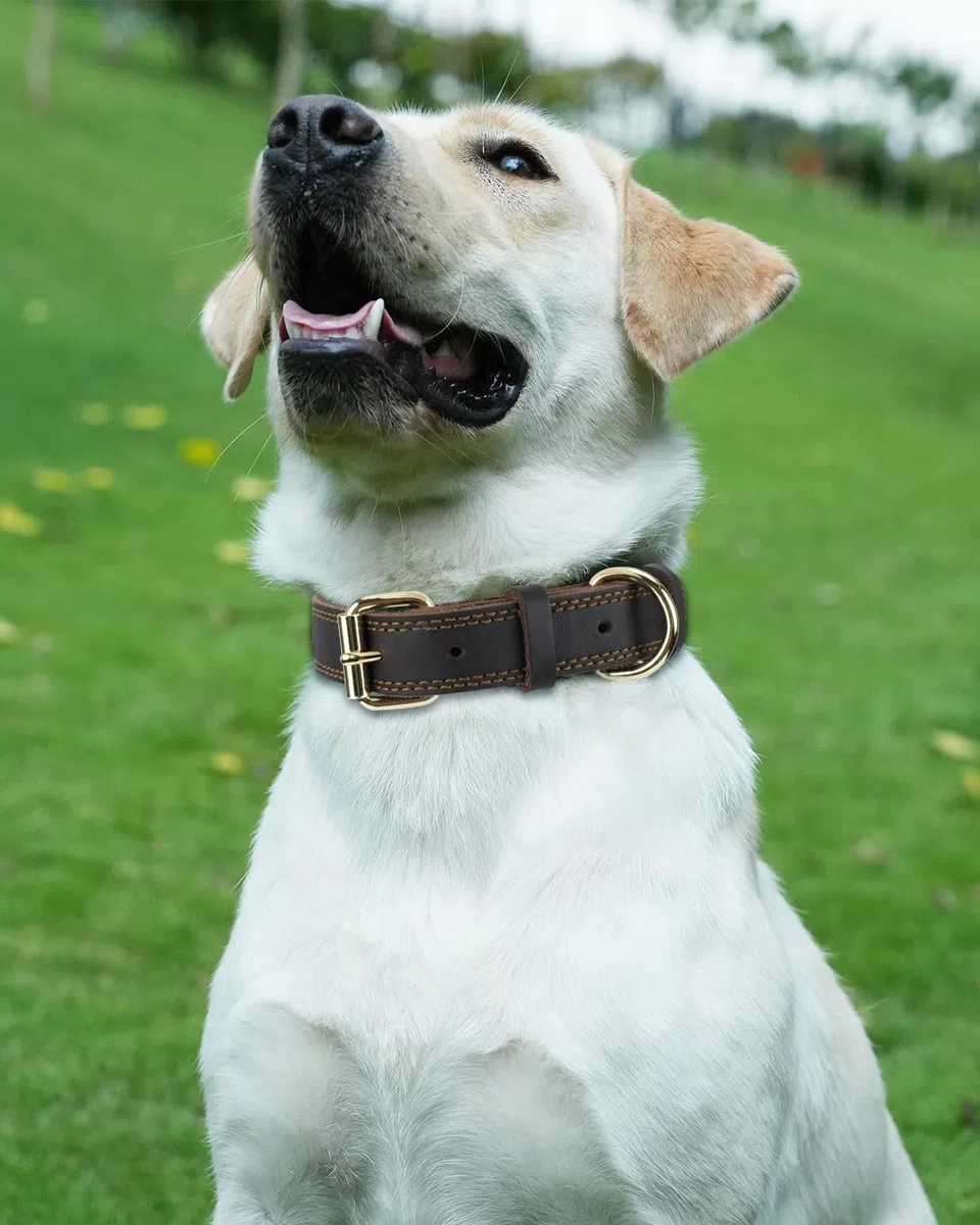 Joytale Hundehalsband Leder, Halsband aus Leder für Große Hunde, Weiches Echtleder Hundehalsband Langlebig und Verstellbar, Braun, L