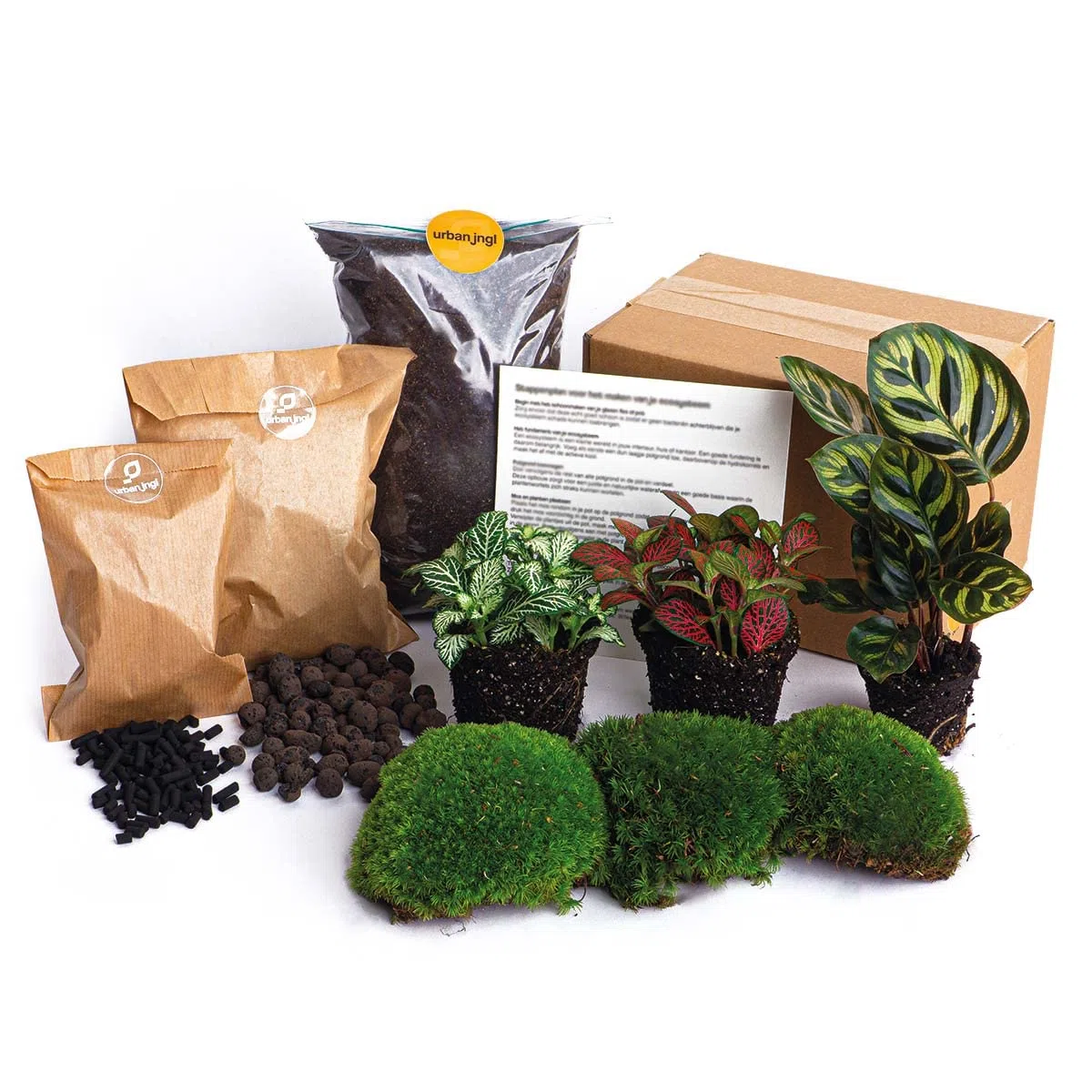 urbanjngl - Calathea Makoyana Terrarium Start- und Nachfüllpaket – 3 Terrarienpflanzen für DIY-Projekte – ideal für Anfänger und Pflanzenliebhaber