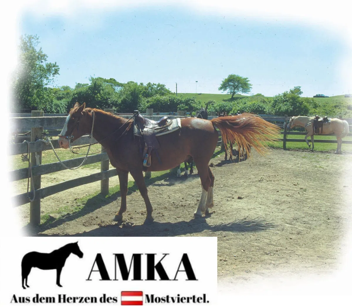 AMKA Western Kinnriemen mit doppelter Kette