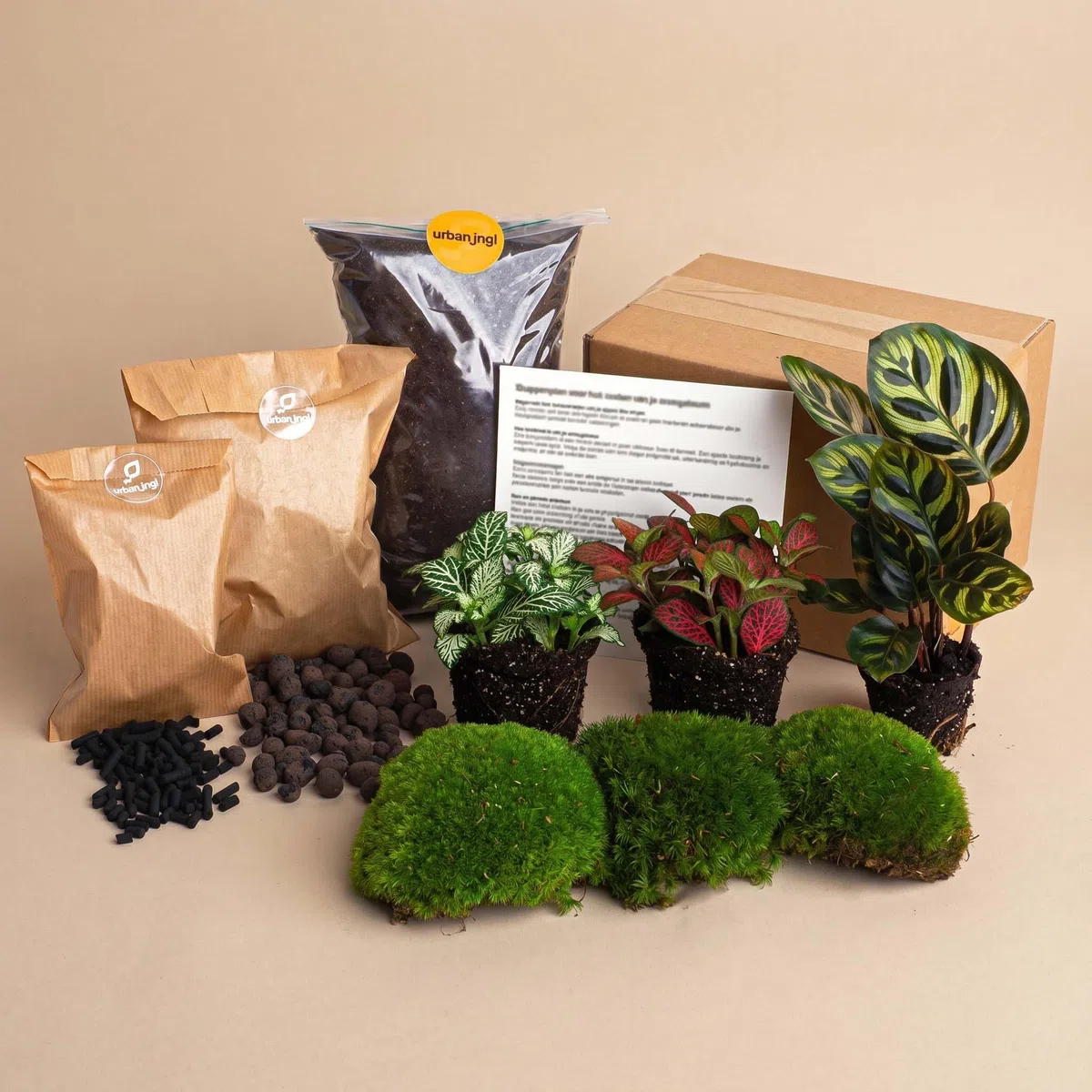urbanjngl - Calathea Makoyana Terrarium Start- und Nachfüllpaket – 3 Terrarienpflanzen für DIY-Projekte – ideal für Anfänger und Pflanzenliebhaber