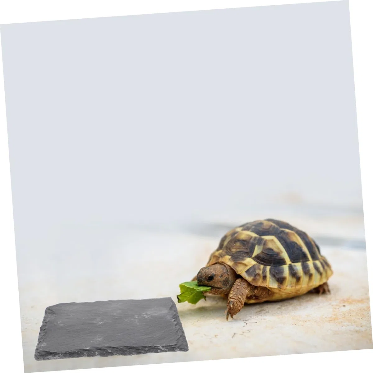 VANZACK 2 Stück Schildkrötenplattform Aus Stein Dekorative Sonnenplattform Für Schildkrötenbecken Langlebige Kletter Und Ruheplattform Für Reptilien Im Haushalt
