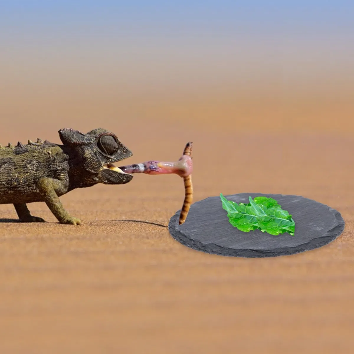 Abaodam 2 Stück Stabile Sonnenplattform aus Felsen als Futterpflanzen für Landschildkröten Multifunktionale Schildkrötenplattform für Aquarium und Reptilienzubehör