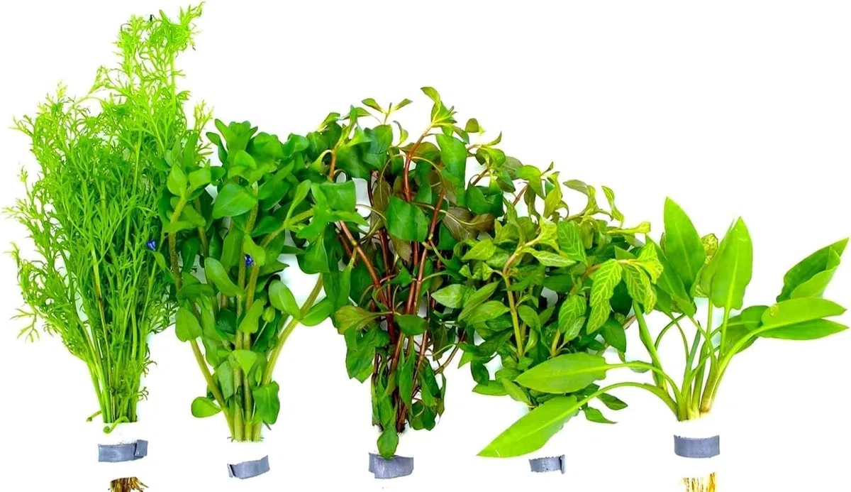 Aquariumpflanzen Set 5 XXL Bunde, Wasserpflanze, Wasserpflanzen, Dicke Bunde