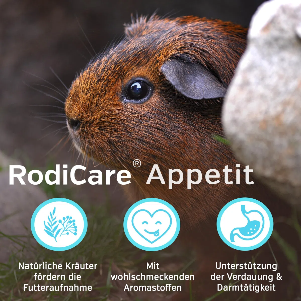 Alfavet RodiCare Appetit für schlecht fressende Nager, Ergänzungsfuttermittel für Kaninchen, Meerschweinchen und Kleinnager, 15 ml mit Dosierspritze