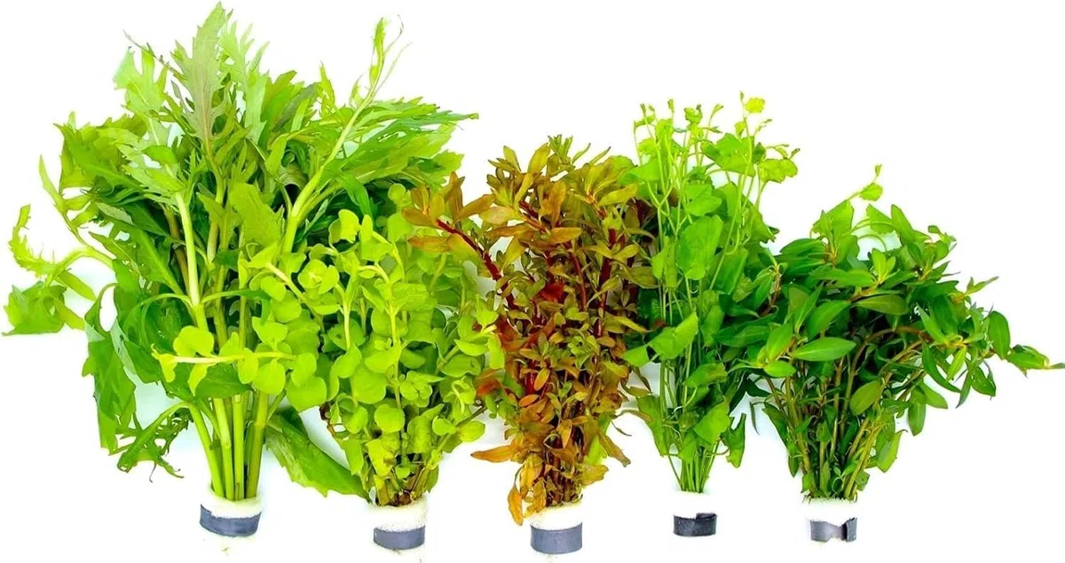 Aquariumpflanzen Set 5 XXL Bunde, Wasserpflanze, Wasserpflanzen, Dicke Bunde