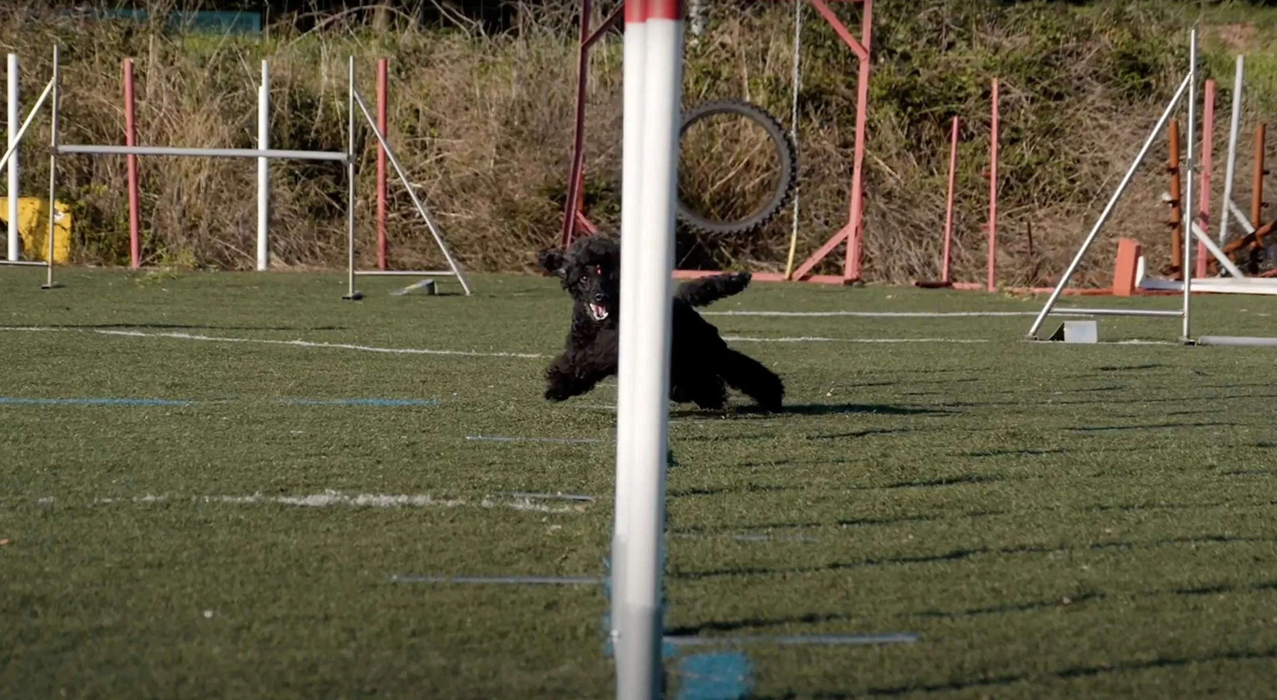 DOG Copenhagen Agility Run Slalom Trainingsgerät für Hunde