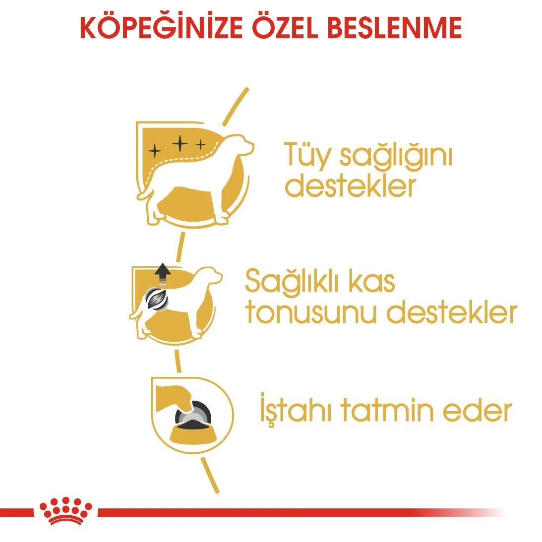 Royal Canin Poodle Adult | 12 x 85g | Nassfutter für Pudel Erwachsene & Senioren | ab 10 Monaten | Fellpflege | mit schmackhafter Konsistenz