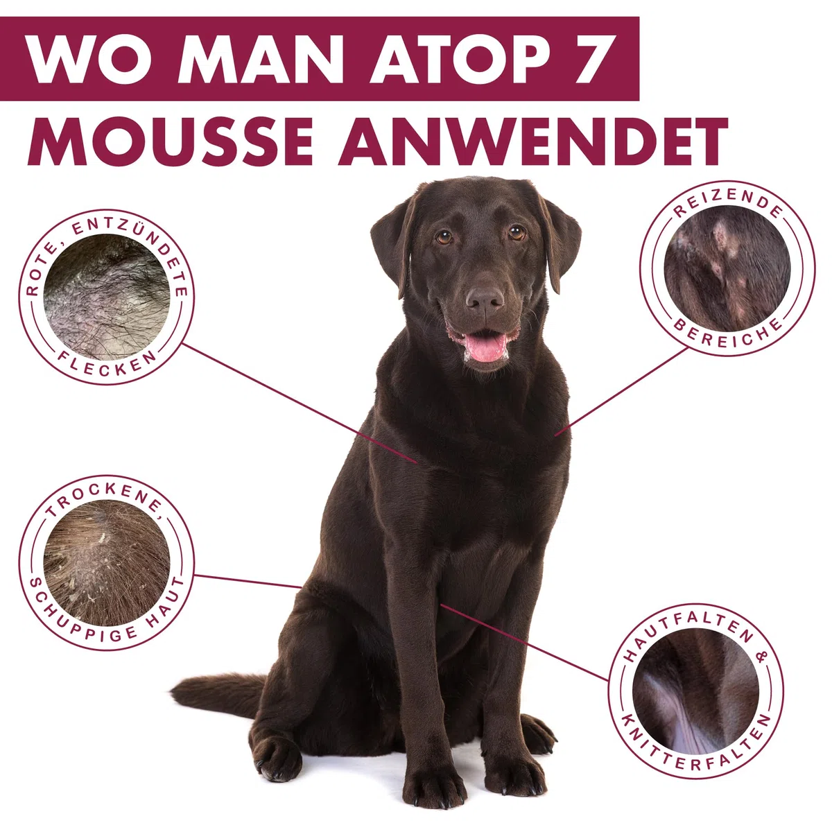 Trockenshampoo für Hunde und Katzen | Beruhigender Reinigungsschaum bei Juckreiz und Hautirritationen | Feuchtigkeitsspendende Pflege mit Omega 3 & 6 | ATOP 7 Mousse von Dermoscent