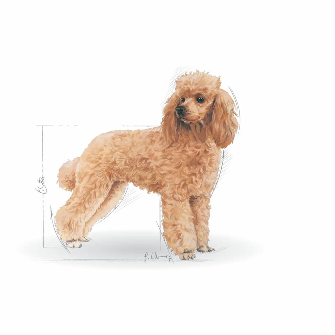 Royal Canin Poodle Adult | 12 x 85g | Nassfutter für Pudel Erwachsene & Senioren | ab 10 Monaten | Fellpflege | mit schmackhafter Konsistenz