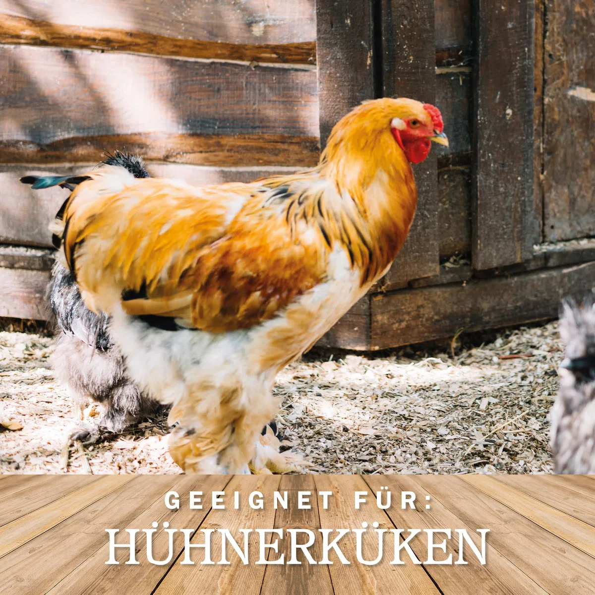 Meine Hennen Kükenstarter 3,5 kg Kükenfutter Crumble Alleinfuttermittel für Hühnerküke, proteinreich mit Minikrebsen und Gammarus ideales Aufzuchtfutter Starterfutter Küken Starter für Kükenaufzucht