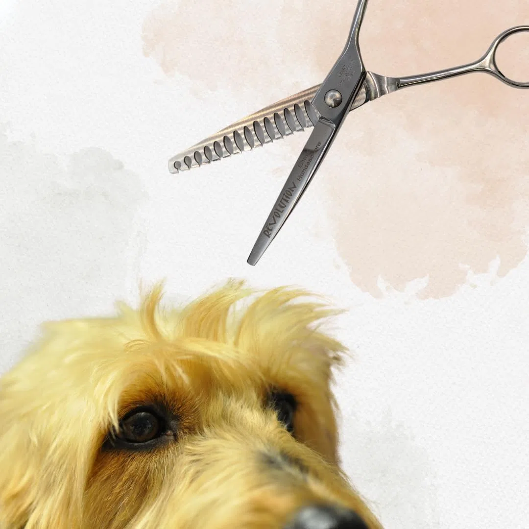 EHASO Hundeschere Modellierschere Revolution Zahnung einseitig Profi Fellschere für Hunde | 17 cm gerade | 14 zahnig, grob | Hochwertige Hundescheren direkt aus Solingen | Langlebig und hochwertig