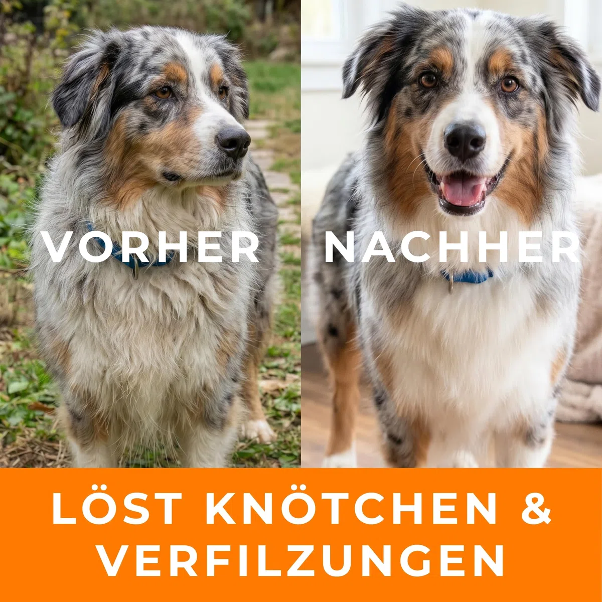 Testnote: Sehr gut - Hundeshampoo sensitiv mit Sanddorn - Fellpflege gegen Juckreiz & Geruch - 100% vegan & natürlich - für glänzendes Fell & Vitale Haut - 250ml