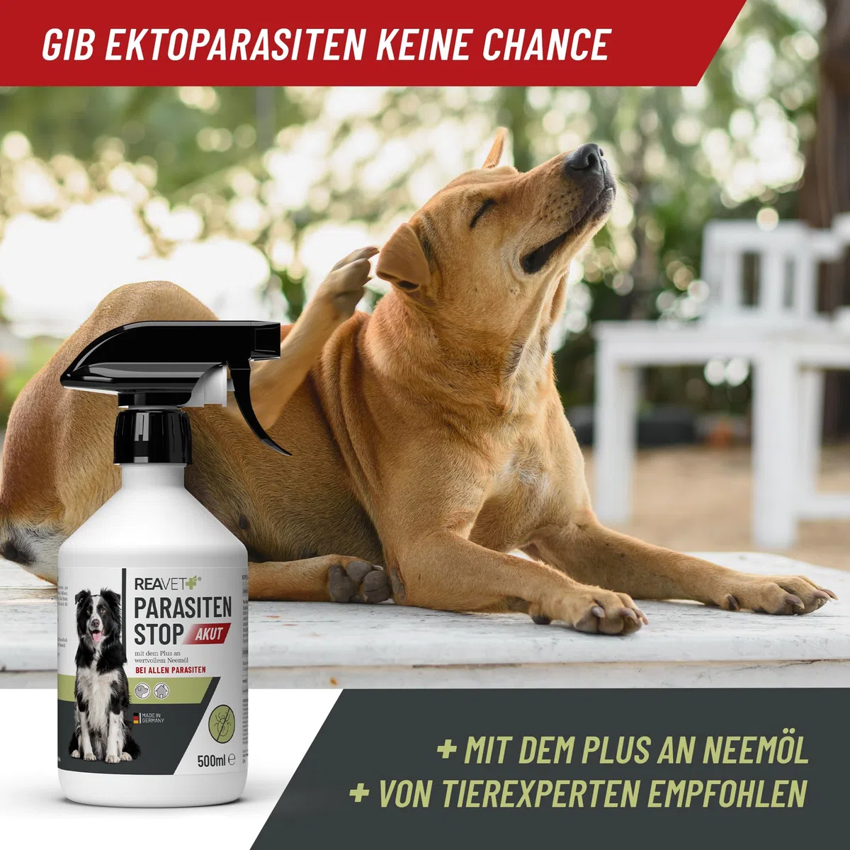 ReaVET Parasitenspray Insektenspray XL AKUT - gegen ALLE Parasiten für Hunde & Tierumgebung 500ml I Abwehr von Zecken, Flöhe, Milben I Ungeziefer-Spray, Zeckenspray, Flohspray, Milbenspray