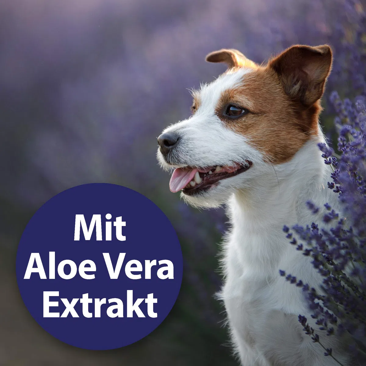Canosept Augenpflege für Hunde 120ml - Tränenfleckenentferner Hund - Augenpflege Hund + Canosept Augenpflege-Pads für Hunde 100 Stück - Tränenfleckenentferner Hund & Augenpflege Hund