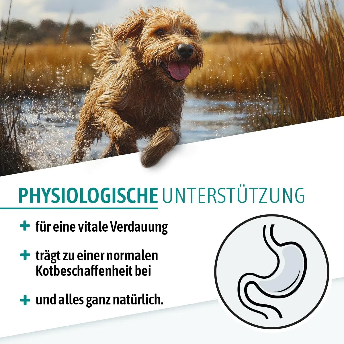 AniGo Heilmoor für Hunde 1,3kg – Verbessert die Kotbeschaffenheit, Optimale Verdauung, Immunsystem, Magen-Darm-Aktivität, Appetit Anregung I Natürliche Heilerde Moor für Hund