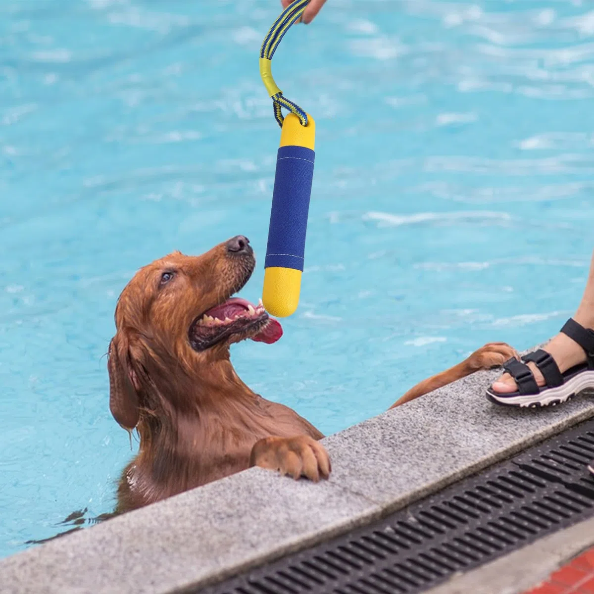 Hundespielzeug Wasserspielzeug Hund 2 Stück Schwimm Spielzeug für Große Hunde mit Nylon Rope Schwimm Spielzeug für Hunde Interaktives Hundespielzeug Schwimmend Hundetraining