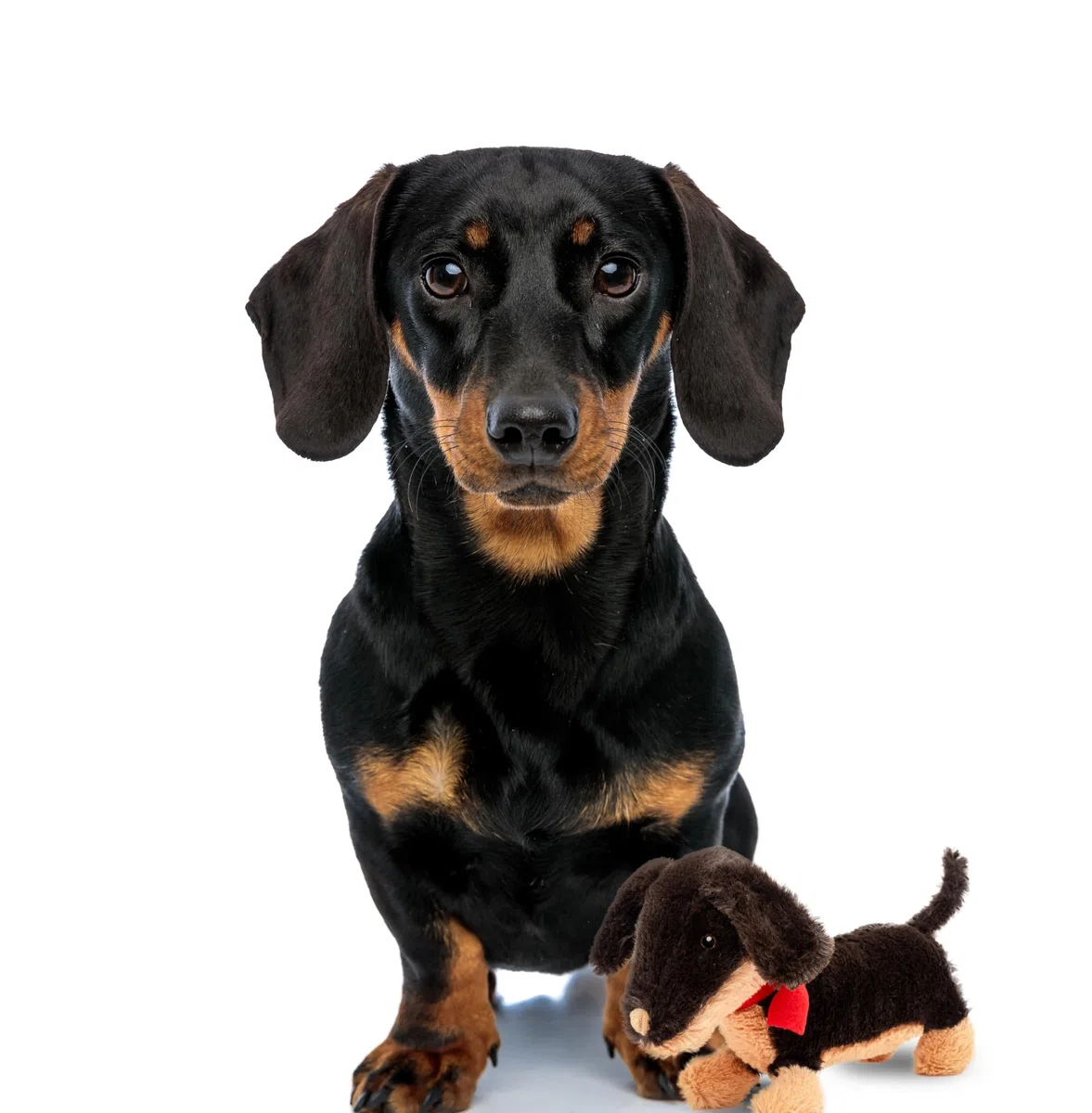 Fuzzl Sizzles der Dackel - Interaktives Hundespielzeug mit Quietscher, ideal für kleine und große Hunde, quietschendes Hundespielzeug