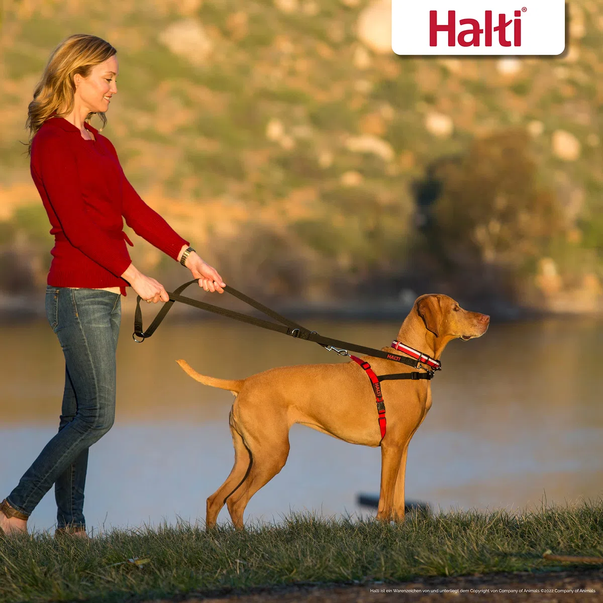 HALTI Front Control Anti-Zug Geschirr, Größe Mittel - Verhindert, dass Ihr Hund an der Leine zieht, Kontrollieren Sie Ihren Hund sanft über den Brustbereich, Einfache Anpassung und Benutzung