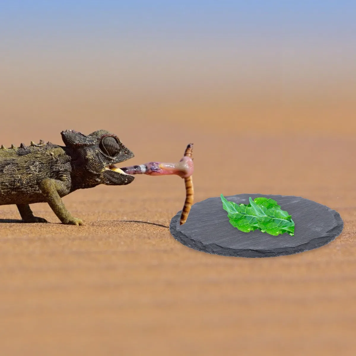 Terrarium Zubehör Schlange 2 Stück Sonnenplatz aus Stein mit Natürlicher Steinoptik als Dekorative Sonnenplattform für Kleine Reptilien und Geckos im Terrarium