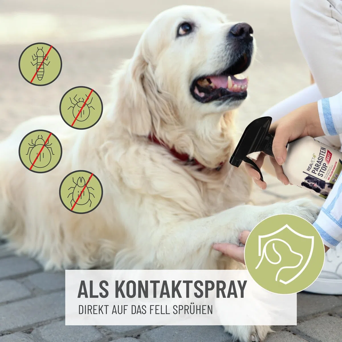 ReaVET Parasitenspray Insektenspray XL AKUT - gegen ALLE Parasiten für Hunde & Tierumgebung 500ml I Abwehr von Zecken, Flöhe, Milben I Ungeziefer-Spray, Zeckenspray, Flohspray, Milbenspray