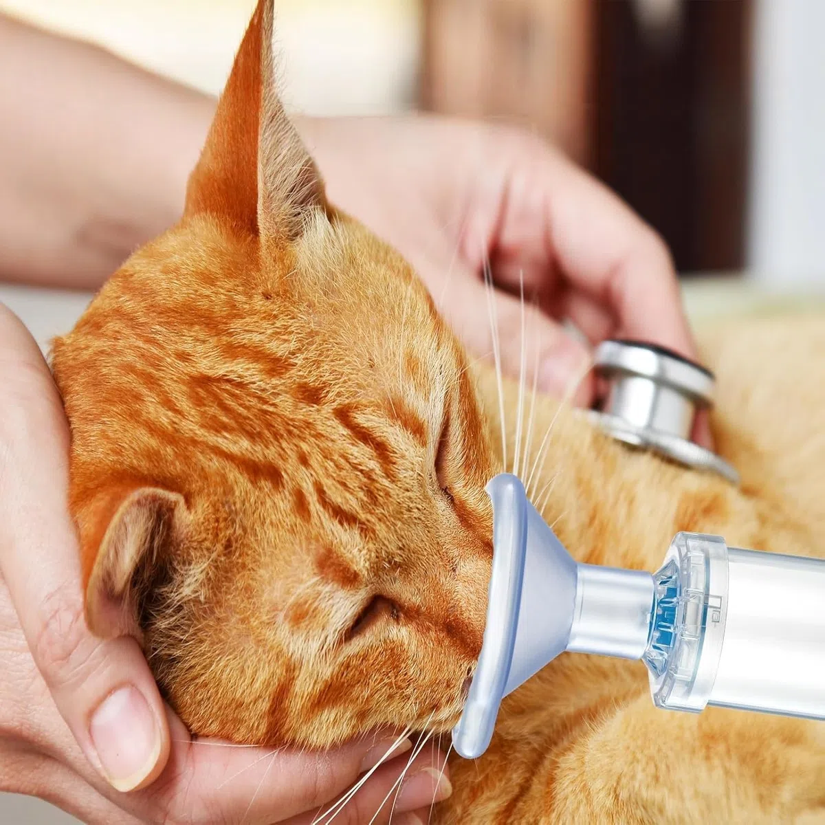 Aerosolkammer,Inhalator Spacer für Katzen oder Hundefür Haustiere, mit Maske, hilft Haustieren beim Atmen und bei der Abgabe von Medikamenten