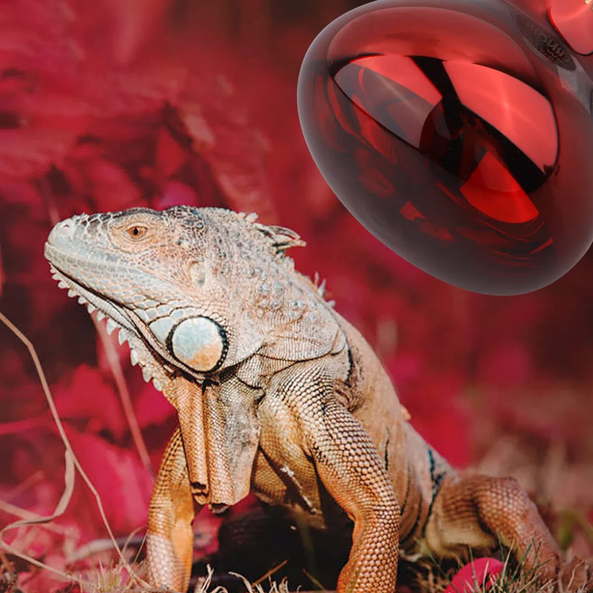 DERNORD Reptilien Rotlichtlampe Birne - 100 Watt R80 Infrarotlampe Rotlichtlampe Wärmelampe Tiere für Urzeitkrebse Schildkröten Vogelspinne Vivarium 2 Pack