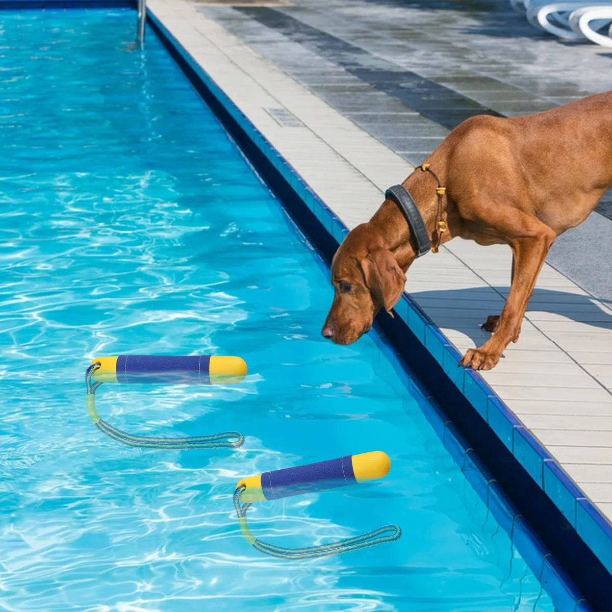 Hundespielzeug Wasserspielzeug Hund 2 Stück Schwimm Spielzeug für Große Hunde mit Nylon Rope Schwimm Spielzeug für Hunde Interaktives Hundespielzeug Schwimmend Hundetraining