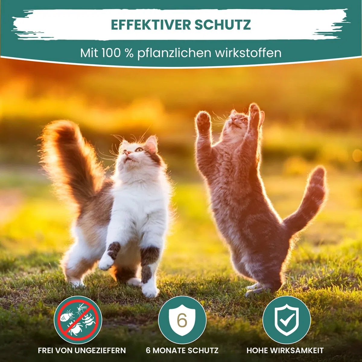 MC-Royal® Spot On Natürlicher Zeckenschutz für Katzen [6 Monate effektiver Schutz vor Zecken] Zeckenmittel für Katzen - Repellent gegen Zecken, Sofortschutz