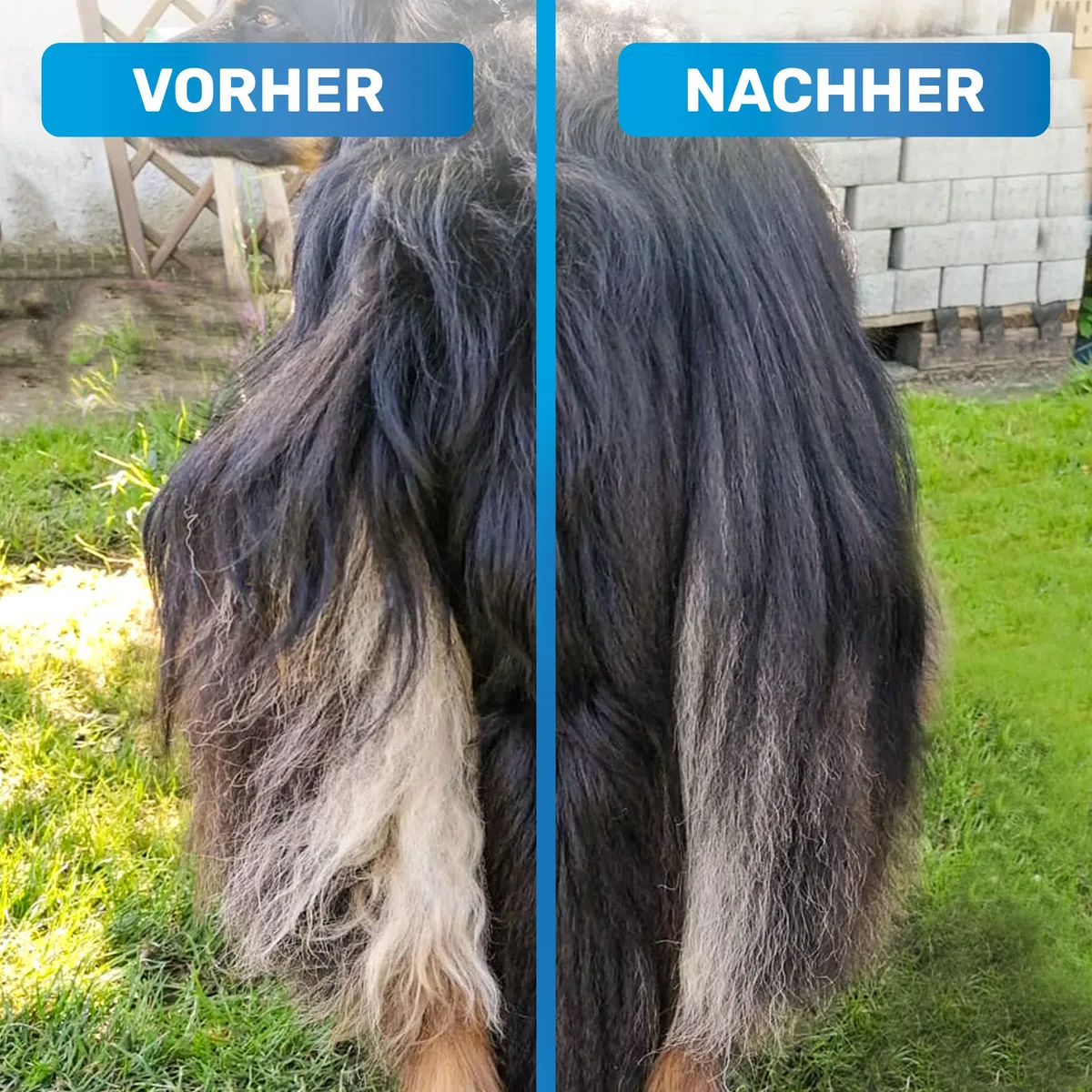 BluePet Fellentwirrer Entfilzer für Langhaar Hunde & Katzen I Hochwertiger Hundestriegel mit zwei Reihen Pins I Löst Knoten, Verfilzungen & Unterwolle I Unterwollrechen Glättet & Entwirrt langes Fell