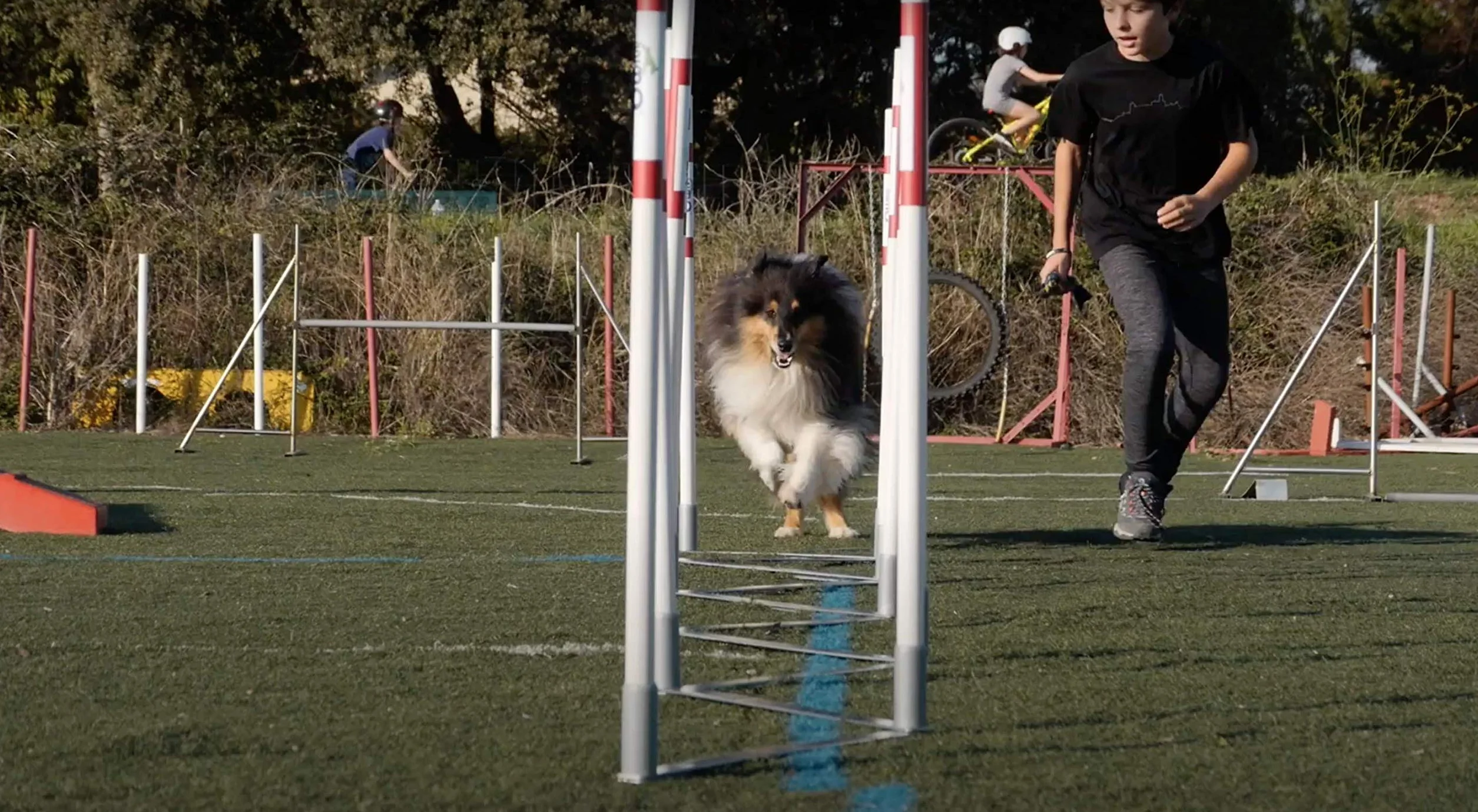 DOG Copenhagen Agility Run Slalom Trainingsgerät für Hunde