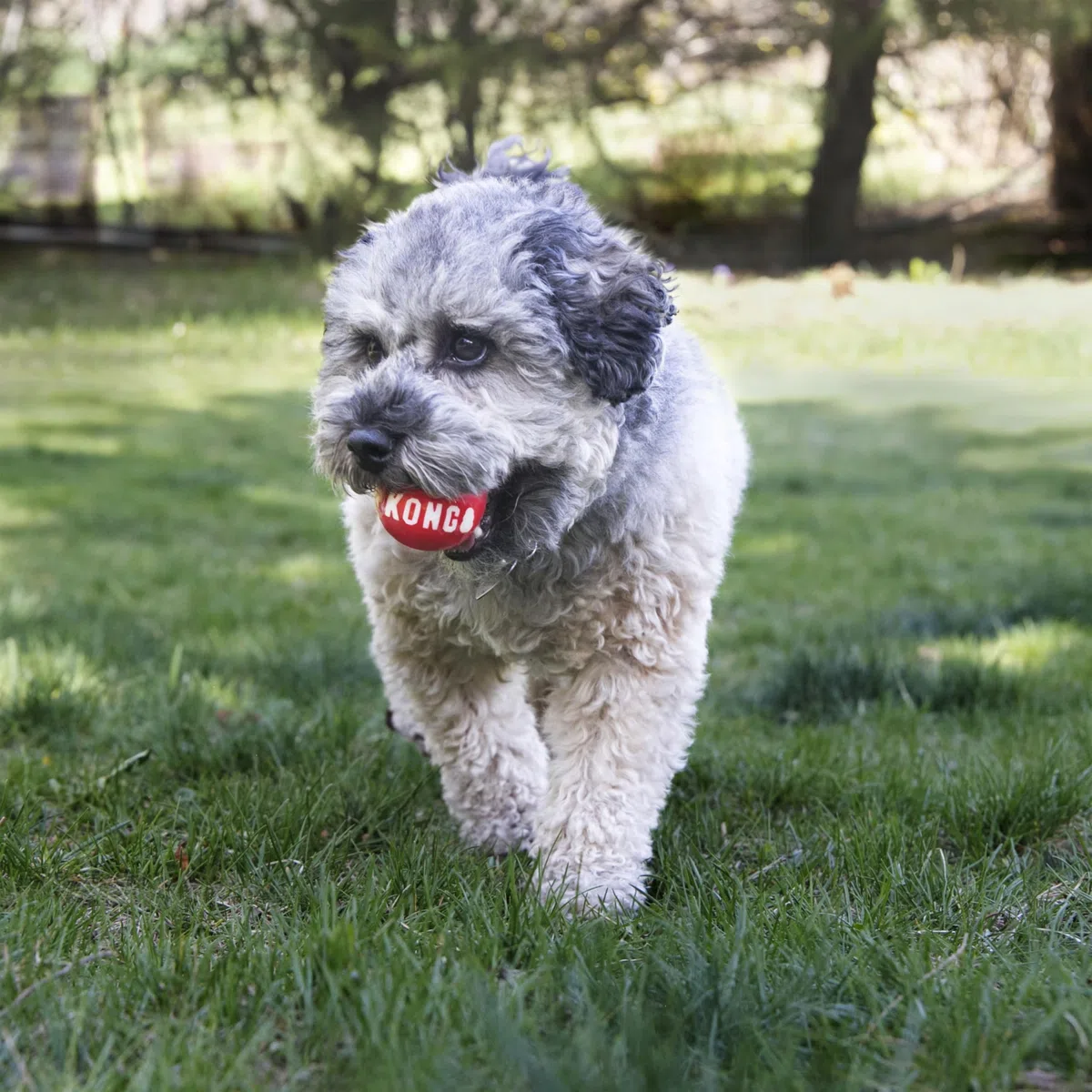KONG Signature Ball für Hunde - Robustes Apportierspielzeug - 2er-Pack - Groß