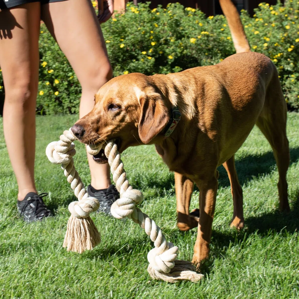 Fida Hundespielzeug aus Seil für aggressive Kauer, interaktives, robustes Hundespielzeug für mittelgroße und große Hunde, robustes gedrehtes Seilspielzeug mit 5 Knoten