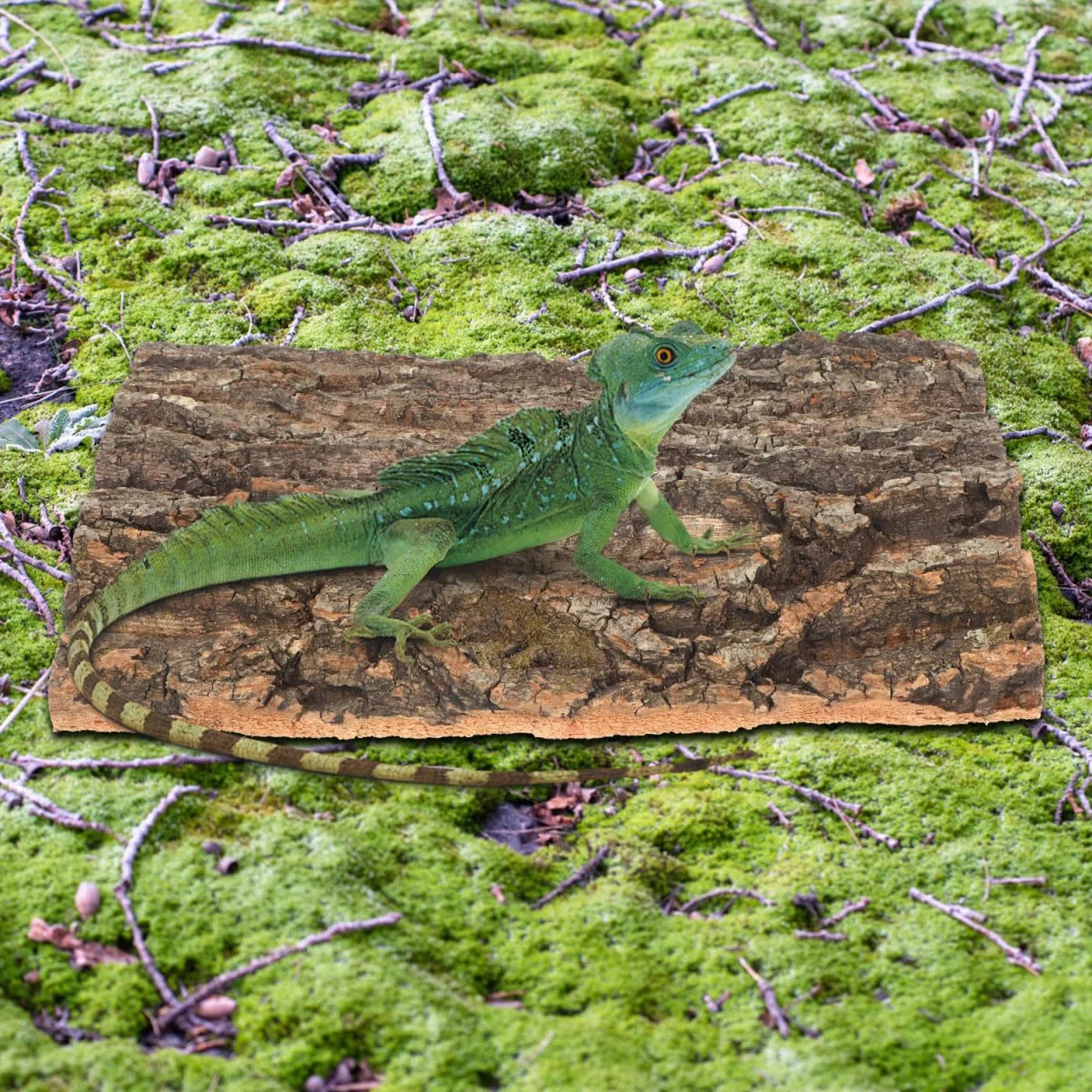 DOITOOL Kork-Terrarium-Hintergrund, 30 0 cm, Reptilienrinde, Kork, Holz, Rinde, Terrarium, Dekoration, Reptilien, Klettermatte, Lebensraum-Dekoration für Bären, Drachen, Geckos, Spinne,