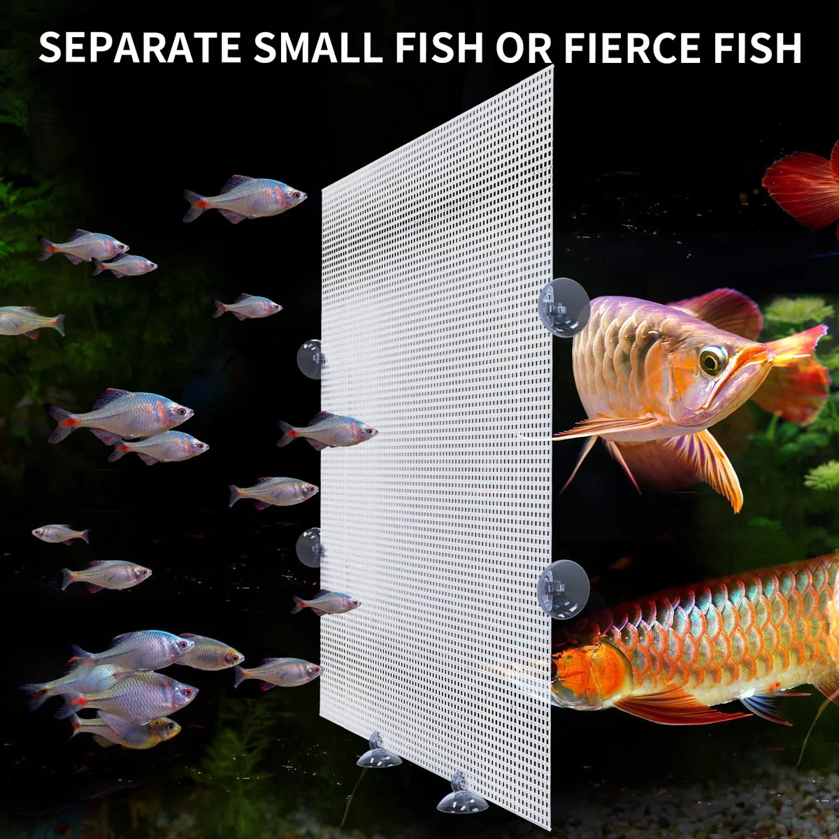 Cuyacili 2 Stück Aquarium Trennwand für Aquarien Kunststoffgitter Platte für Aquarium Unten Box Aquariumteiler Transparenter Kunststoff Aquariumteiler Mit Saugnäpfen Und Zubehör 33x44cm