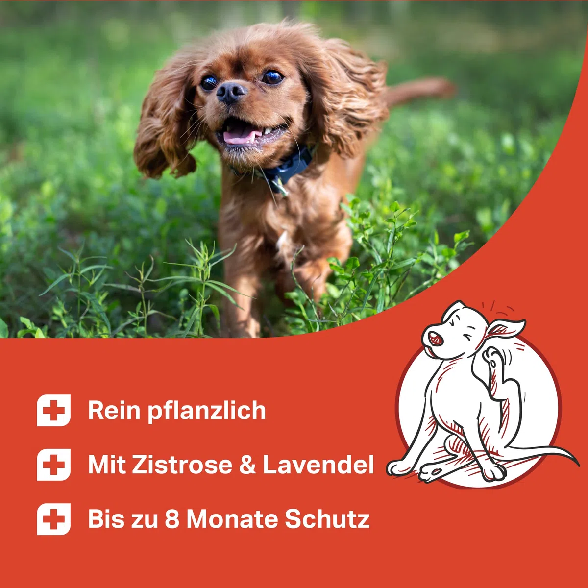 MEDIDOG Natürliches Zeckenhalsband – 8 Monate Schutz vor Zecken, Flöhe und Milben, für kleine Hunde & Katzen – mit Zistrose- & Lavendelöl – ohne Chemie