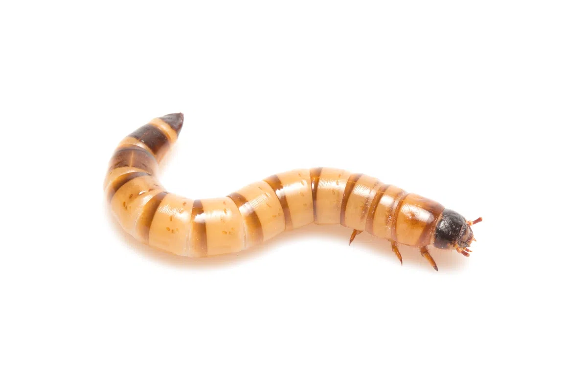 Lebende Mehlwürmer Standardgröße | Mega Pack – 1 KG | Futterinsekten für Reptilien und Vögel